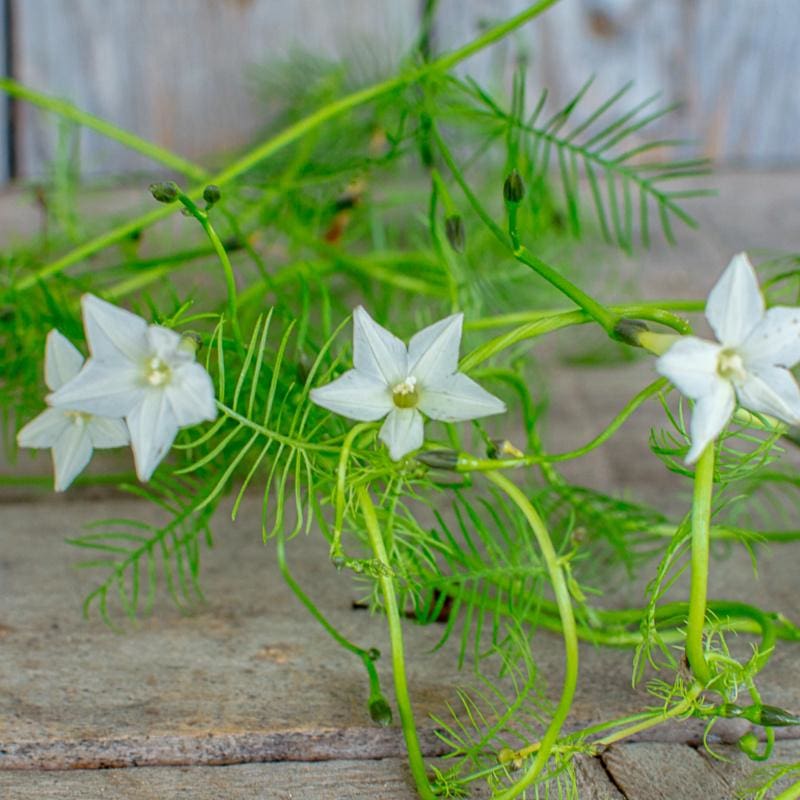 flower vine seeds White Cypress Vine