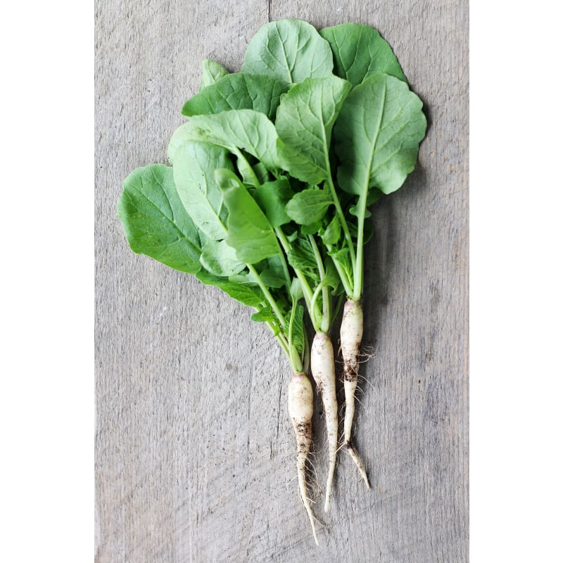 White Icicle Radish (Heirloom 30 Days) - Vegetables