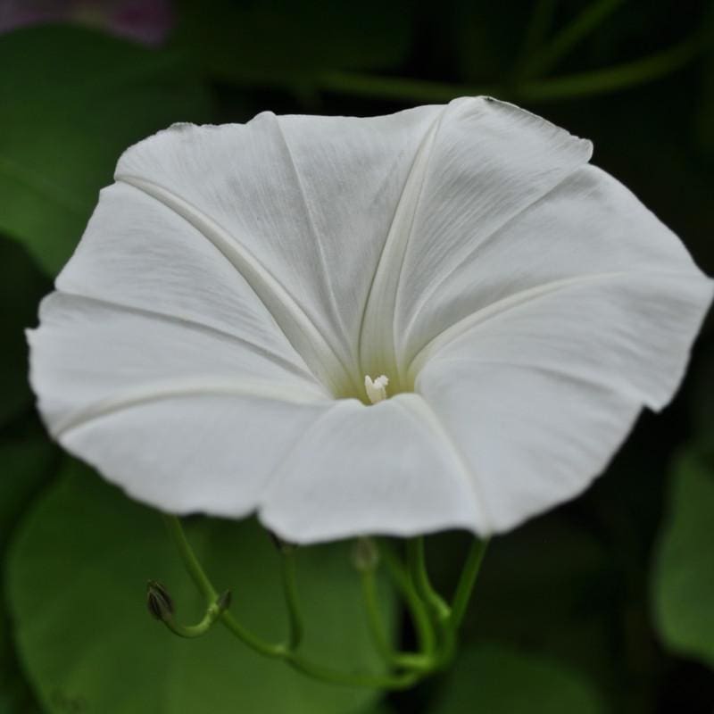 moon flower seed White Moonflower Morning Glory