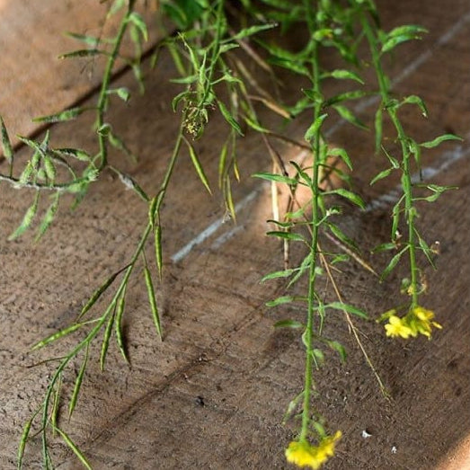 white mustard seeds for planting White Mustard – Pinetree Garden Seeds