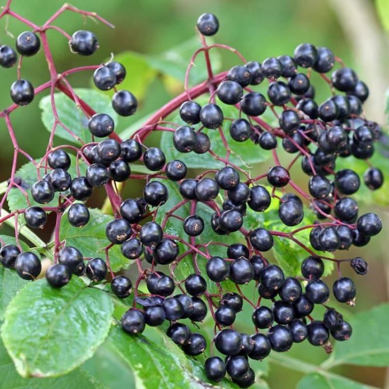 elderberry seeds to plant Wild Elderberry