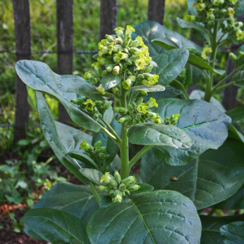 tobacco leaf plant Wild Nicotiana – Pinetree Garden Seeds tobacco leaf plant Wild Nicotiana – Pinetree Garden Seeds