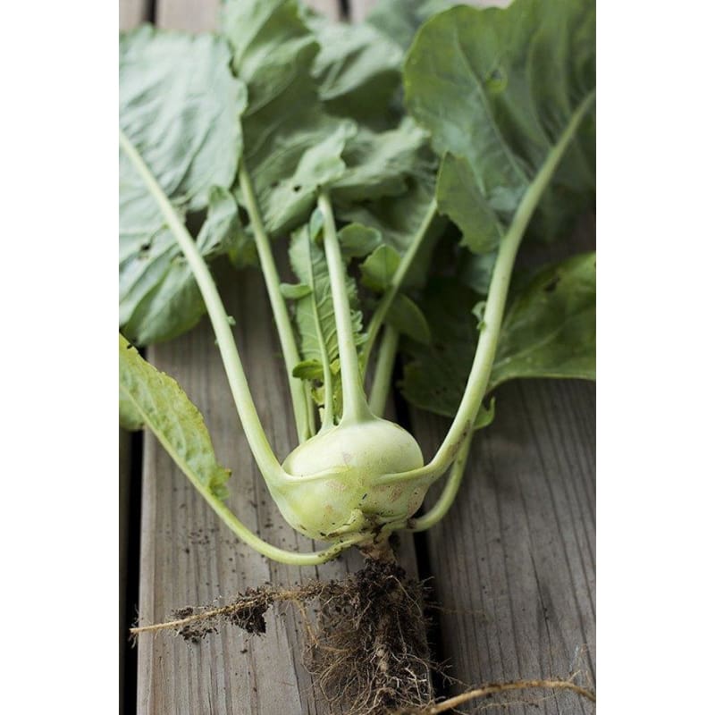 Winner Kohlrabi (F1 Hybrid 50 Days) - Vegetables
