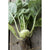 Winner Kohlrabi (F1 Hybrid 50 Days) - Vegetables