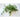 Winter Savory - Herbs