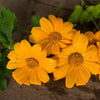 Yellow Torch Tithonia - Flowers