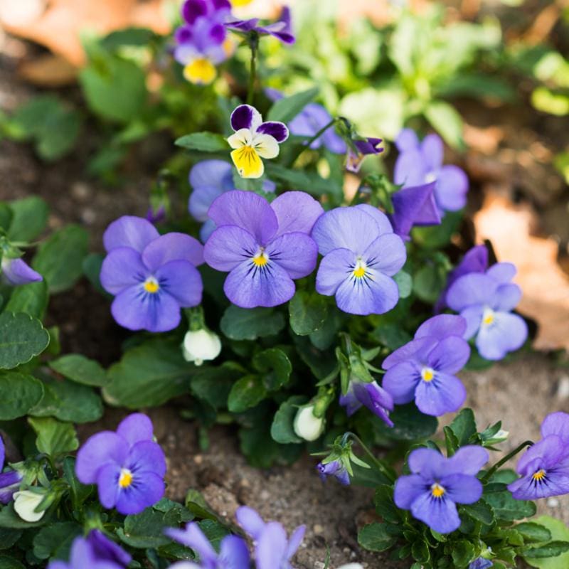 yesterday today and tomorrow plant seeds Viola Plants