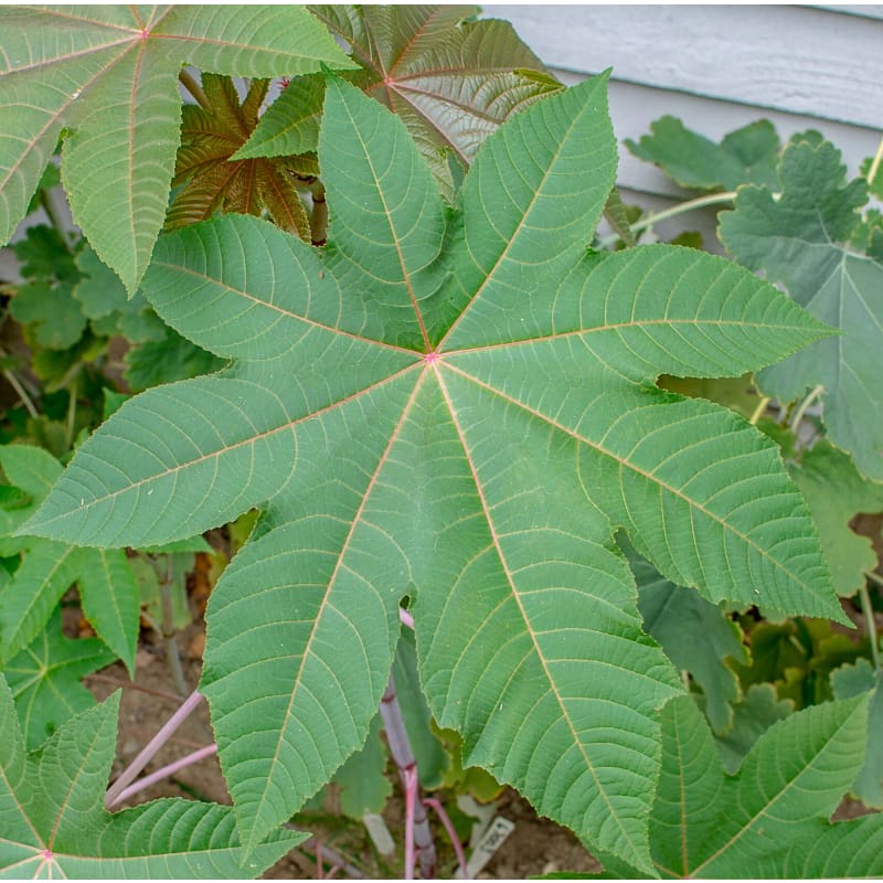 castor seed plant Zanzibariensis Castor Bean
