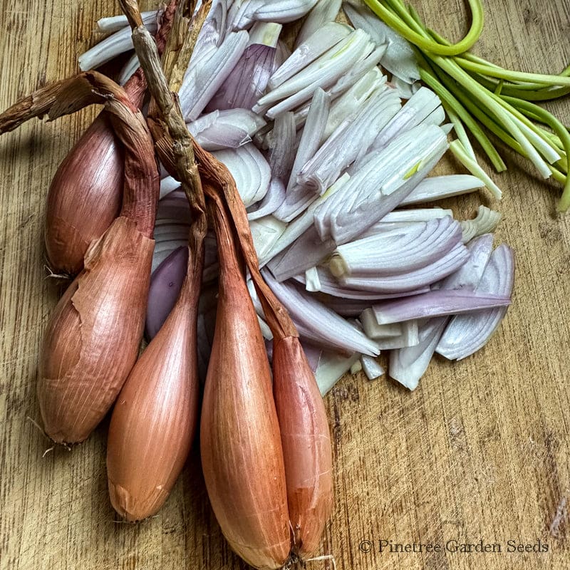 Zebrune Shallot (100 Days)