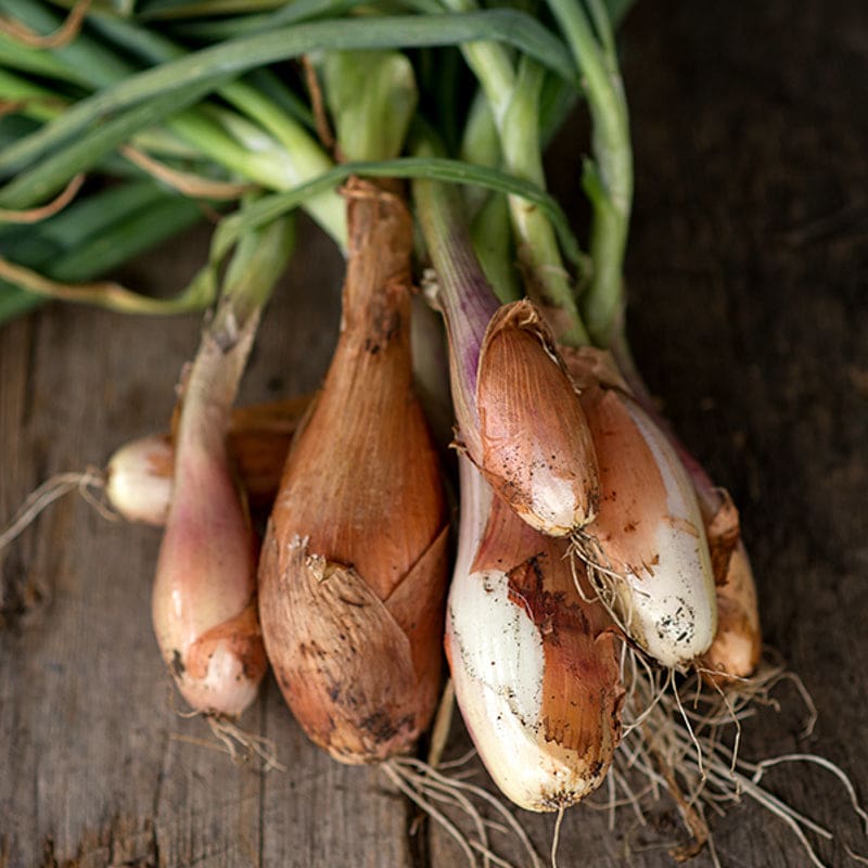 Zebrune Shallot (100 Days)