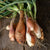 Zebrune Shallot (100 Days)