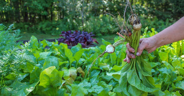 New To Gardening? Start Here