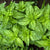 Basil: The King of Herbs