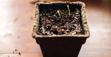 New seedlings coming up in a Cowpot container 