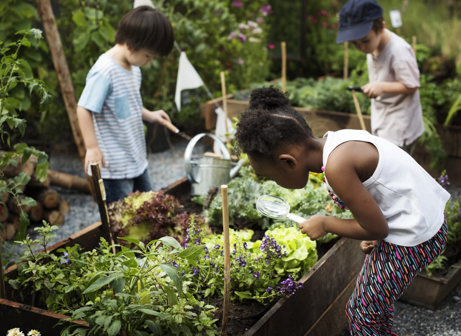 Gifts That Grow: Why Pinetree Garden Seeds Donates Seeds to Good Causes