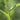 Aphid Infestation on a plant stem