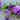 Shock Wave Denim Petunia: violet flowers on bushy green stems.