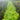 Rows of bright green lettuce in a raised community garden bed