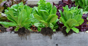 Pinetree Garden Seeds Quick Guide to Growing Lettuce