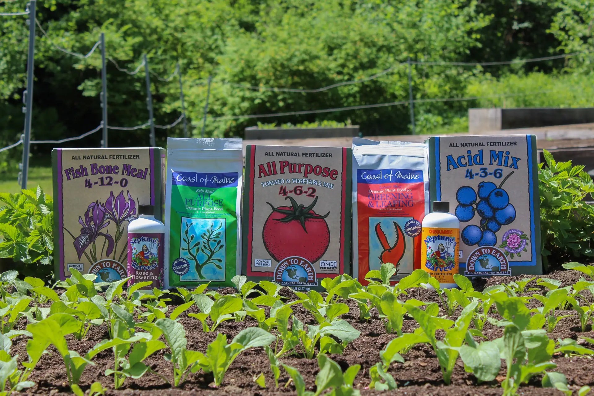 Nourish to flourish: fertilizing tips from Pinetree growers  Pinetree  Garden Seeds