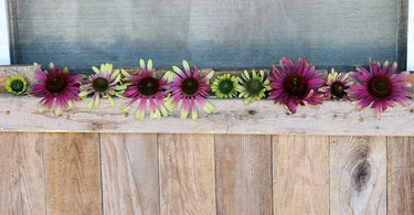 Green and purple Straw Flowers lined up on a wooder shelf.