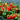 Pinetree Garden Seeds hot Pepper mix harvest in containers
