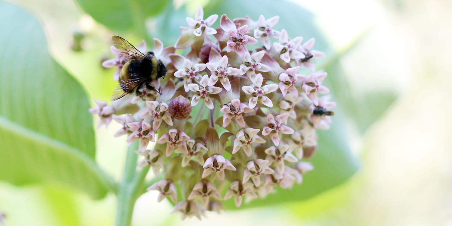 Pollinator-Loving Perennials for Every Garden