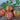 Japanese Black Trifele Tomatoes- Small group of medium sized deep red tomatoes