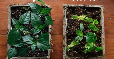 Comparison photo of healthy seedlings in a tray and weak seedlings in a tray
