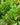 Pinetree Vegetable Mixes