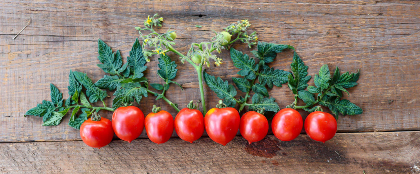 geranium kiss tomato seeds Geranium Kiss Tomato (68 Days)