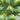 Close-up of a Brussels sprout stem cluster showing several green Brussels sprout heads on light green stalks.