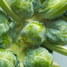 Close-up of a Brussels sprout stem cluster showing several green Brussels sprout heads on light green stalks.