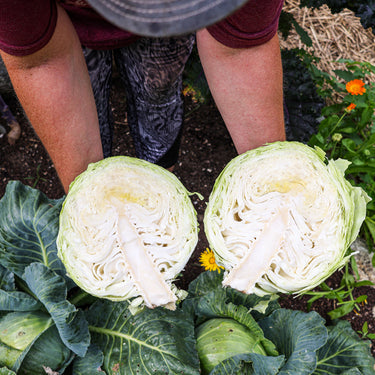 Charleston Wakefield Cabbage (Heirloom 70 Days)