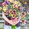 Bright yellow, pink, and purple, bell-shaped salpiglossis flowers held in a bouquet.