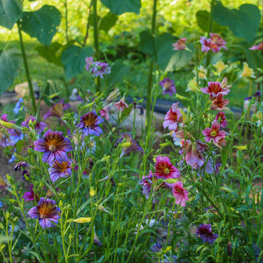 Bright yellow, pink, and purple, bell-shaped salpiglossis flowers in garden bed.