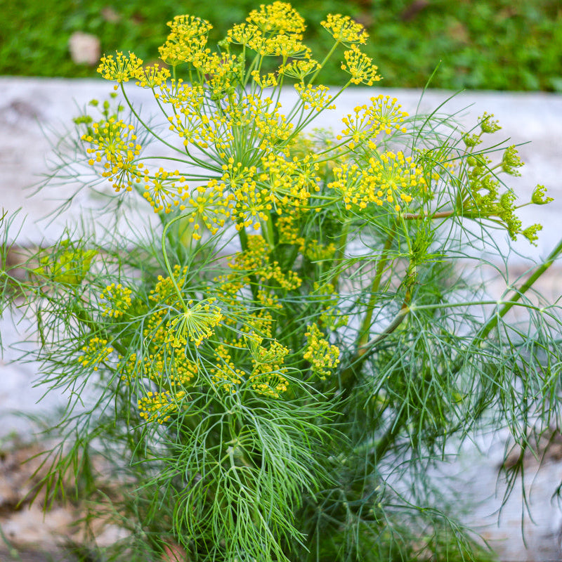 dill seed planting depth Compatto Dill