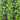 Healthy Blend Greens Mix (1oz)