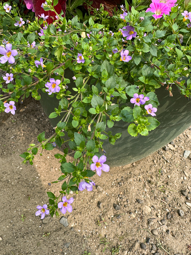 bacopa plant seeds Blutopia Bacopa