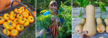 A three panel image with bright orange tomatoes in a basket on the left, a woman holding fresh orange carrots in the center, and a hand holding a beige winter squash on the right.