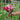 A hand holding a small bouquet of pink, red, and white sweet pea flowers in a lush green garden with a rustic trellis background.