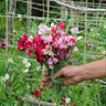 A hand holding a small bouquet of pink, red, and white sweet pea flowers in a lush green garden with a rustic trellis background.
