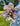 Bouquet of pink and white flowers held by a person outdoors.