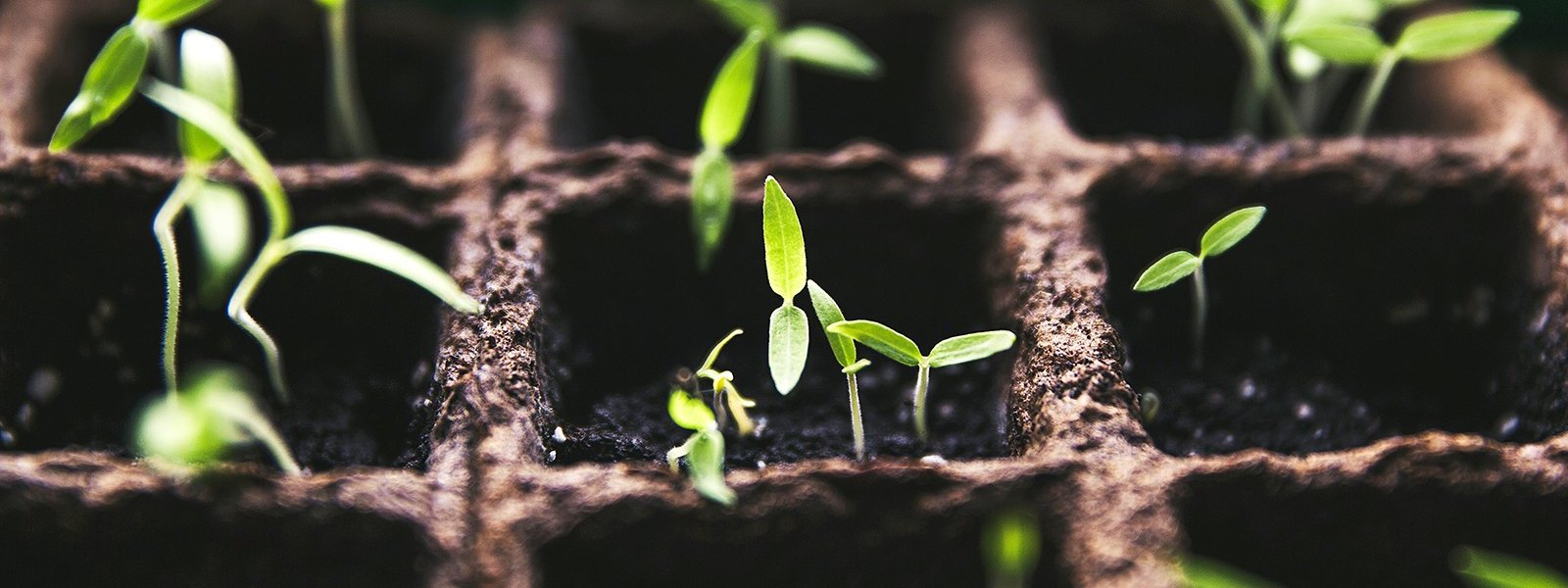 Seedlings