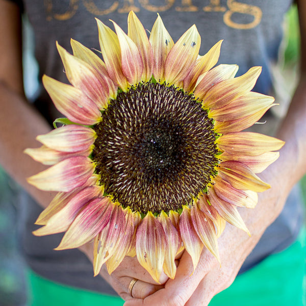 strawberry lemonade sunflower seeds Strawberry Blonde Sunflower – Pinetree Garden Seeds
