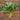 A bunch of fresh Egyptian leafy greens with light green stems, arranged on a rustic brown wooden surface.
