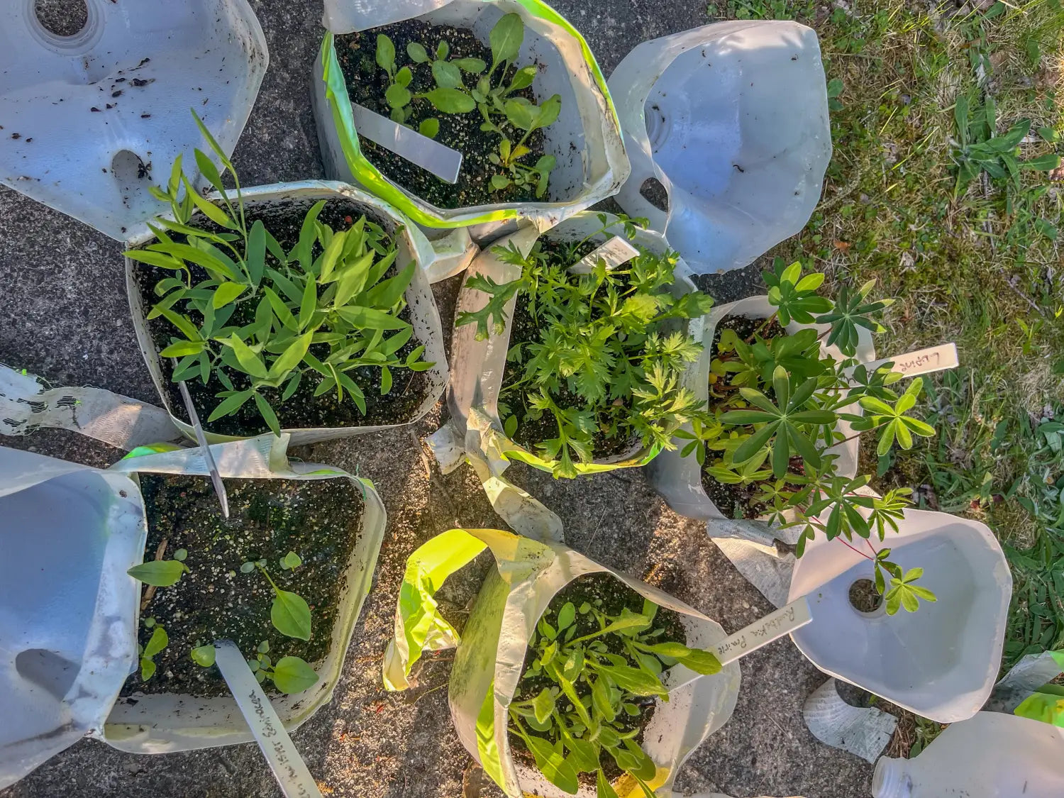 Pinetree’s Guide to Winter Sowing