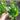 Acadia Spinach (Organic F1 Hybrid 27 Days) - Vegetables