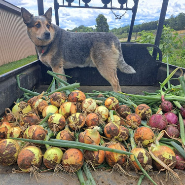 Ailsa Craig Exhibition Onion (Heirloom 105 Days) - Vegetables