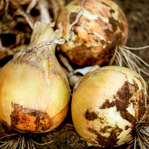 onioni ailsa-craig-exhibition-onion-